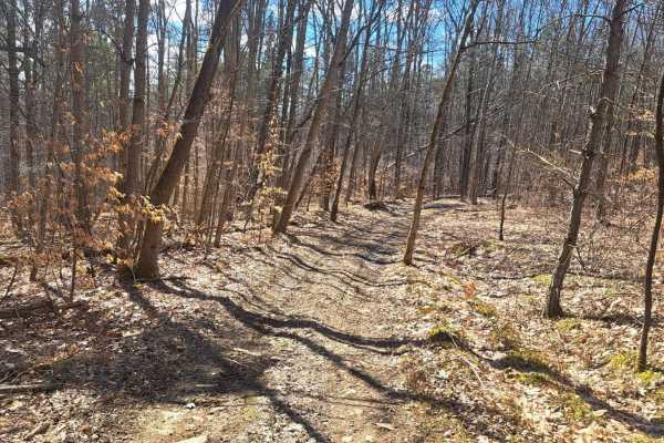 Red Wood