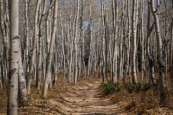 Rim ATV Trail
