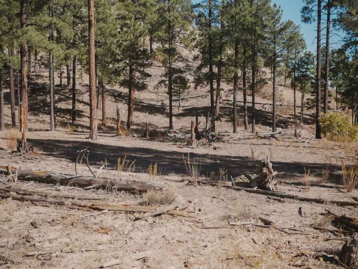 Mule Train photo 6