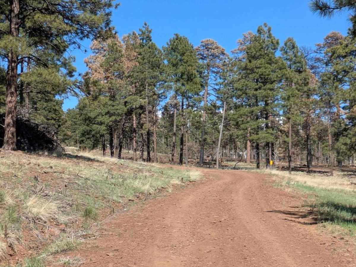 A1 Mountain Road Loop - FS 918B trail photo