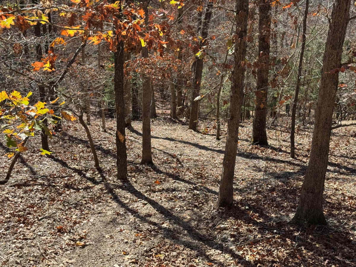 Yellow 133 photo 6