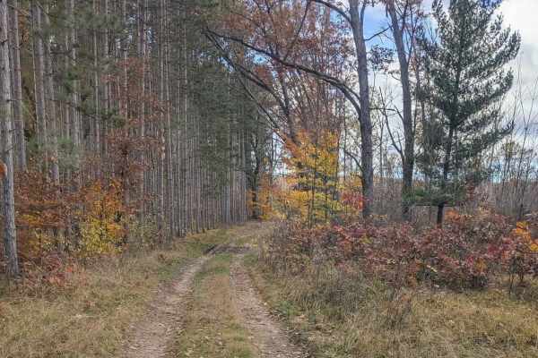 An Inside Trail at Tin Cup