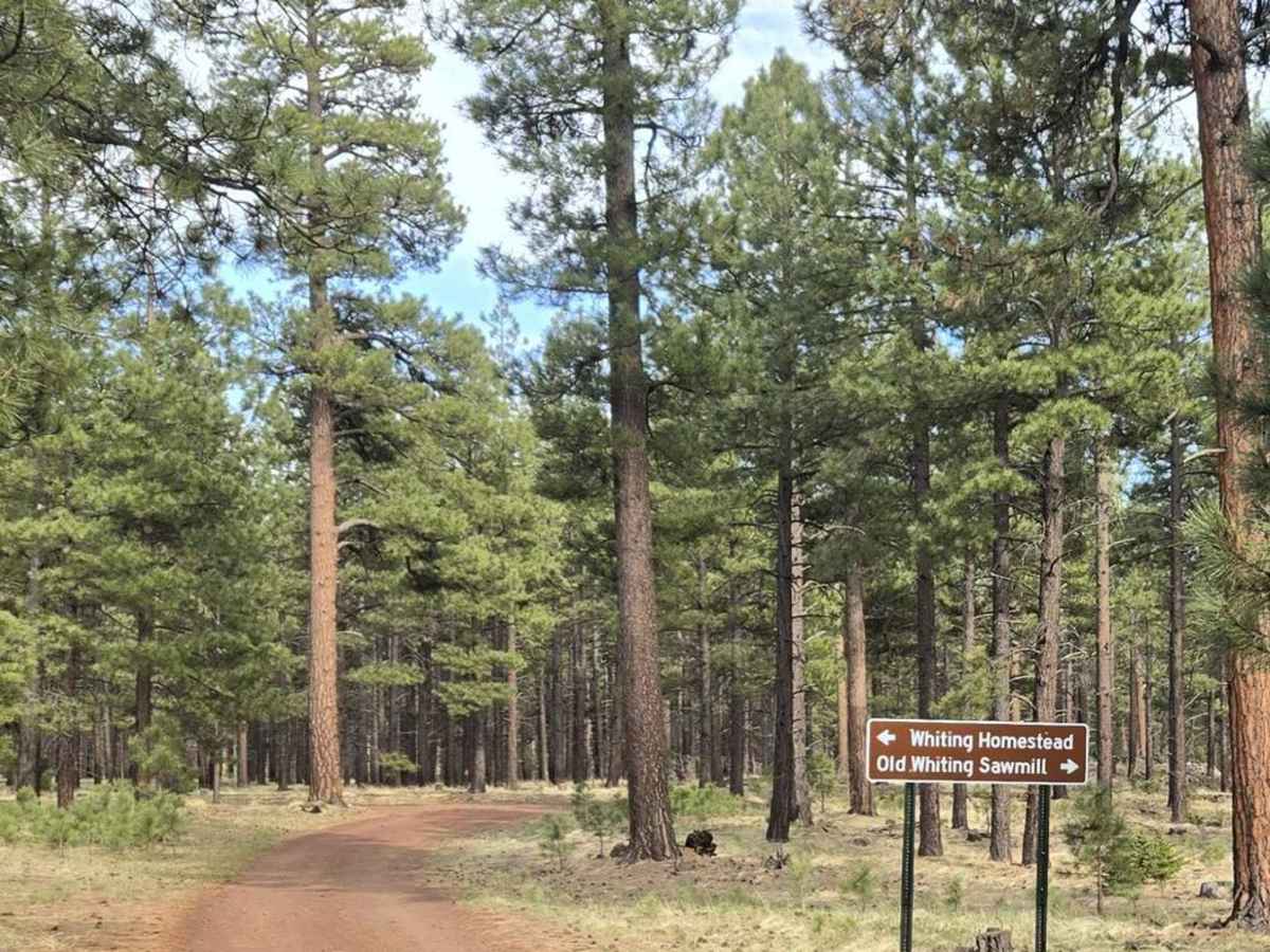 Forest Service Road 61/64F photo 5
