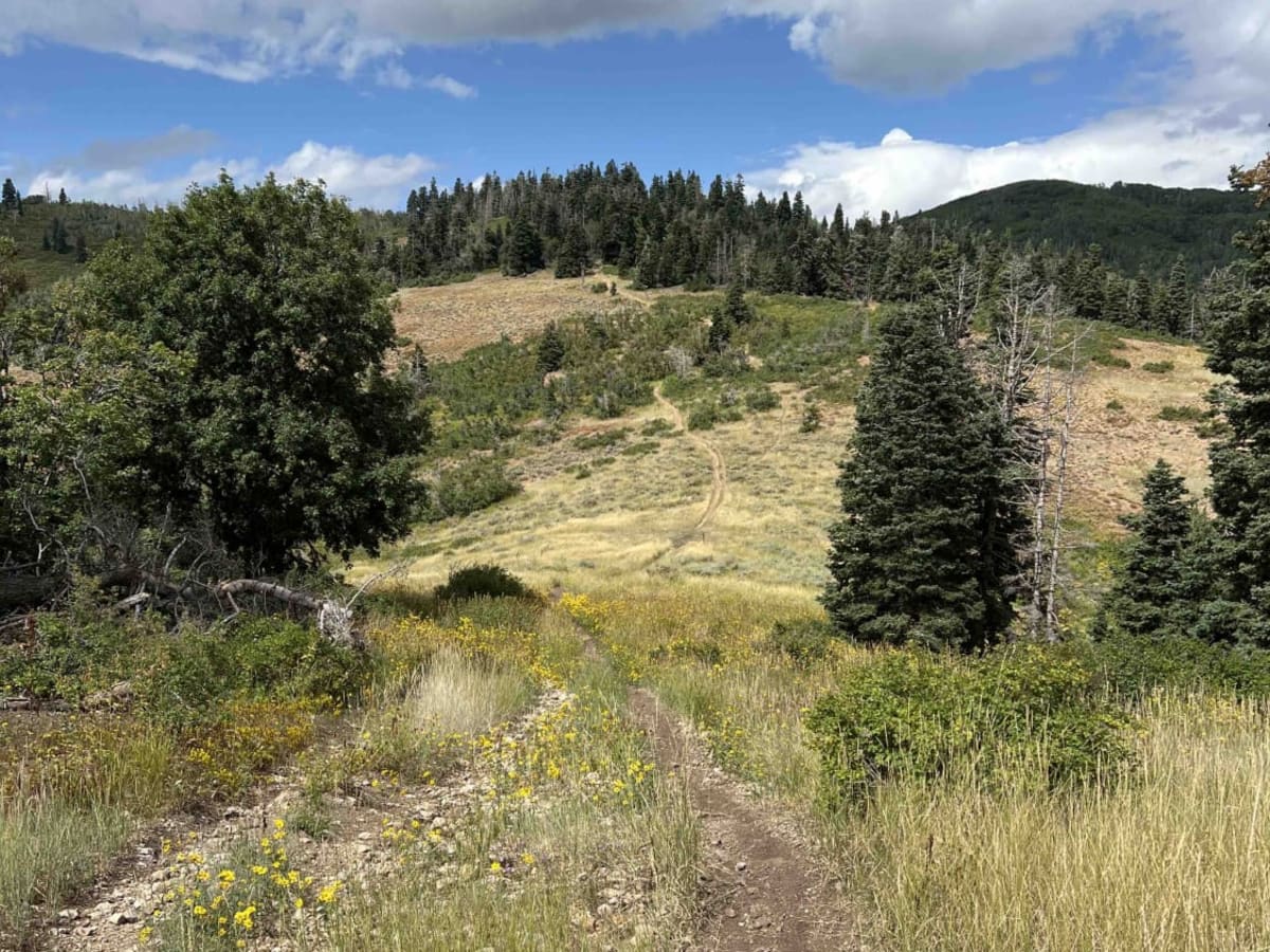 Left Fork Maple Canyon (8006) photo 2