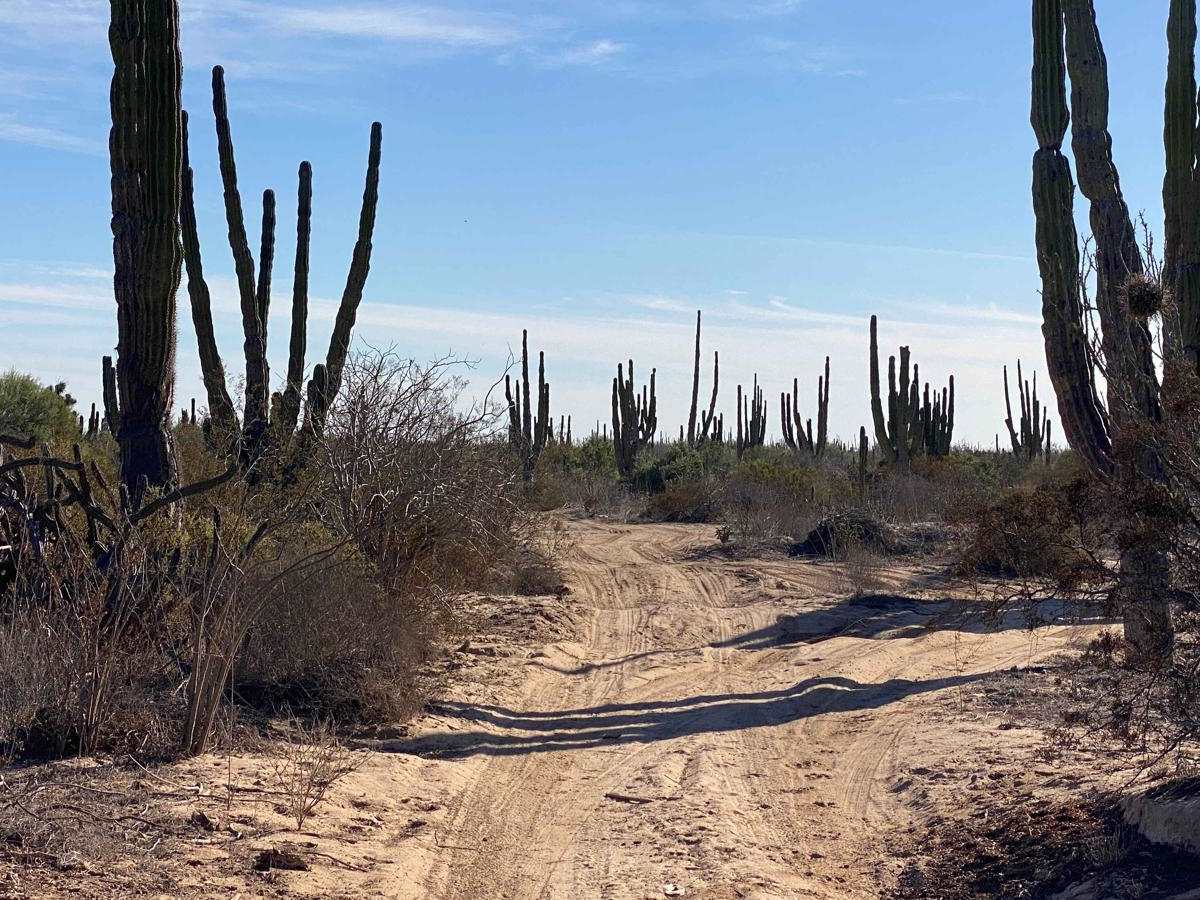 Vizcaino Cutoff photo 6