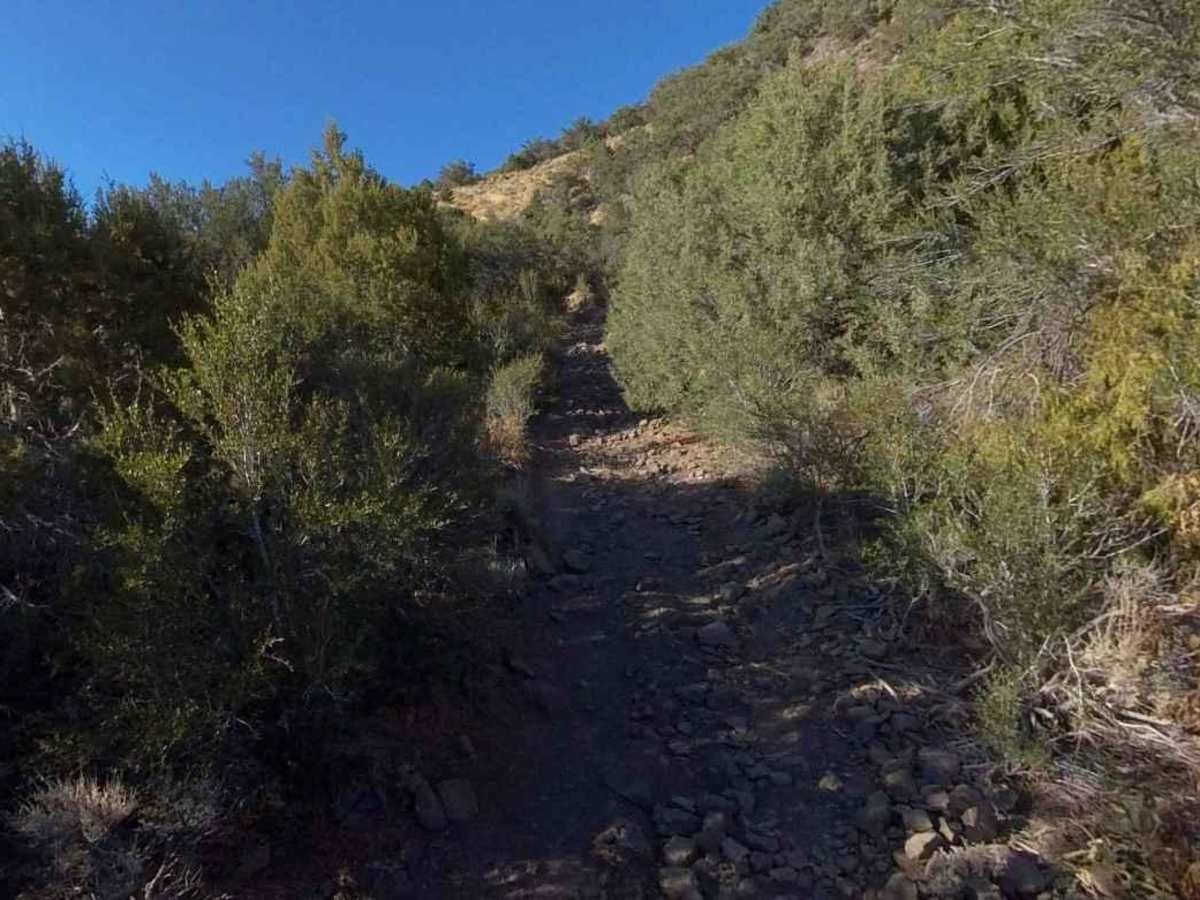 Forshea Mountain South trail photo