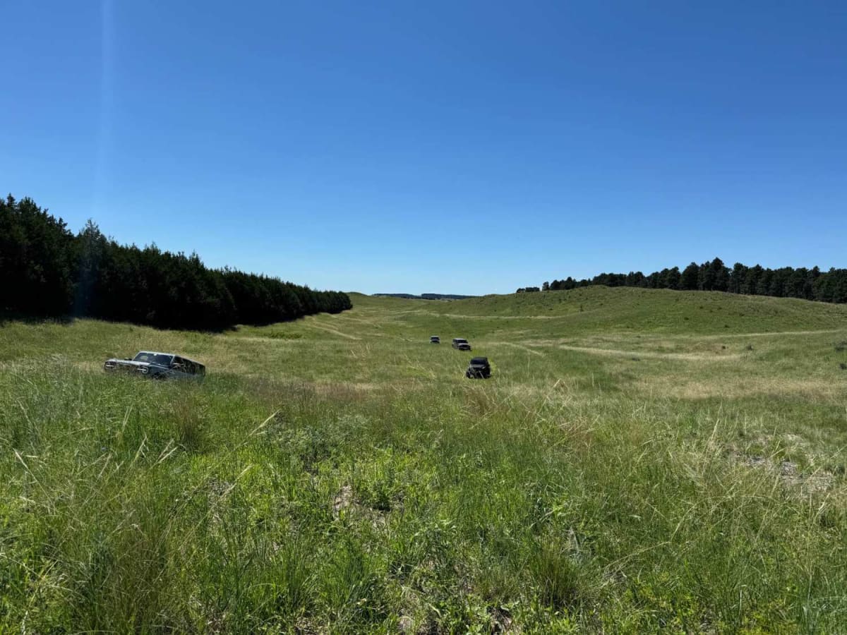 Tree Line photo 2