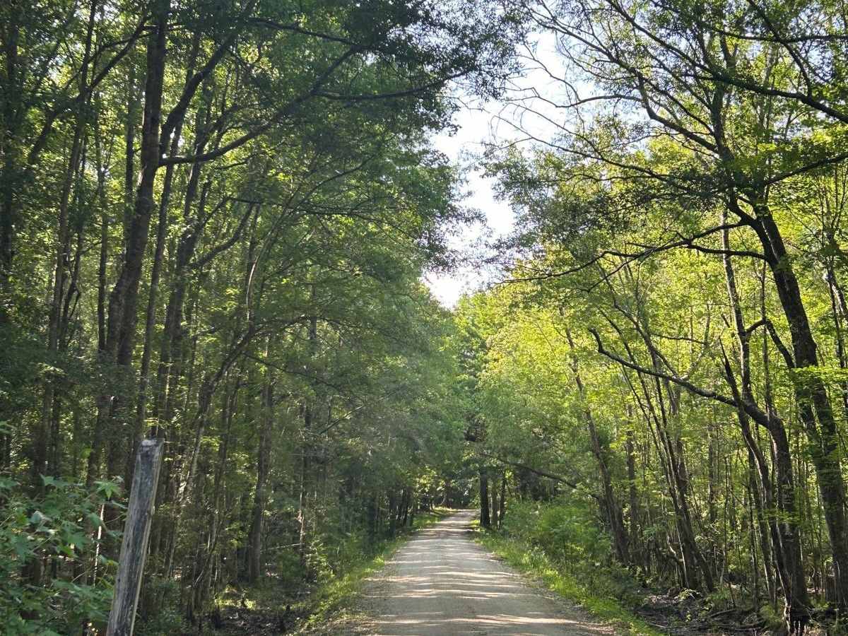 Ion Swamp Road - FSR 228 photo 3