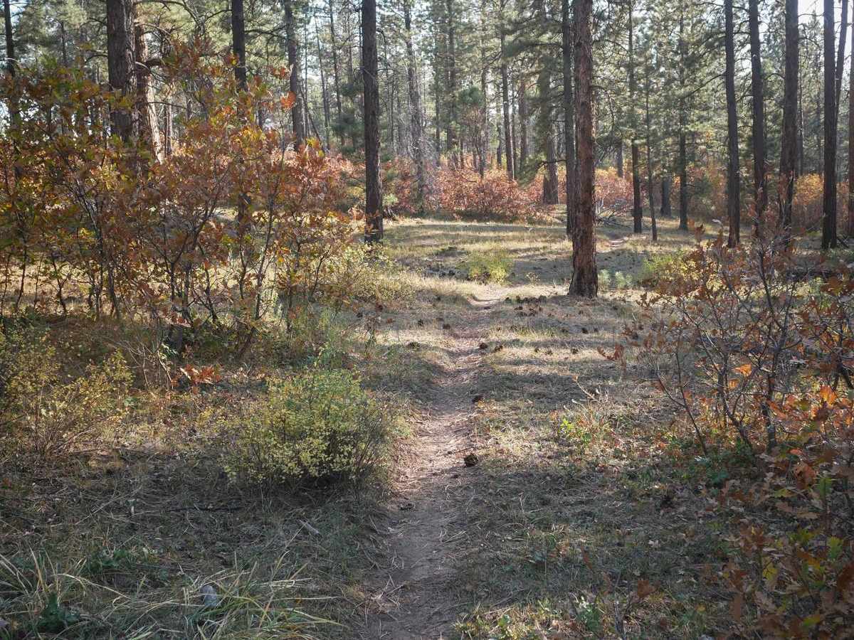 Naturita Rim photo 3