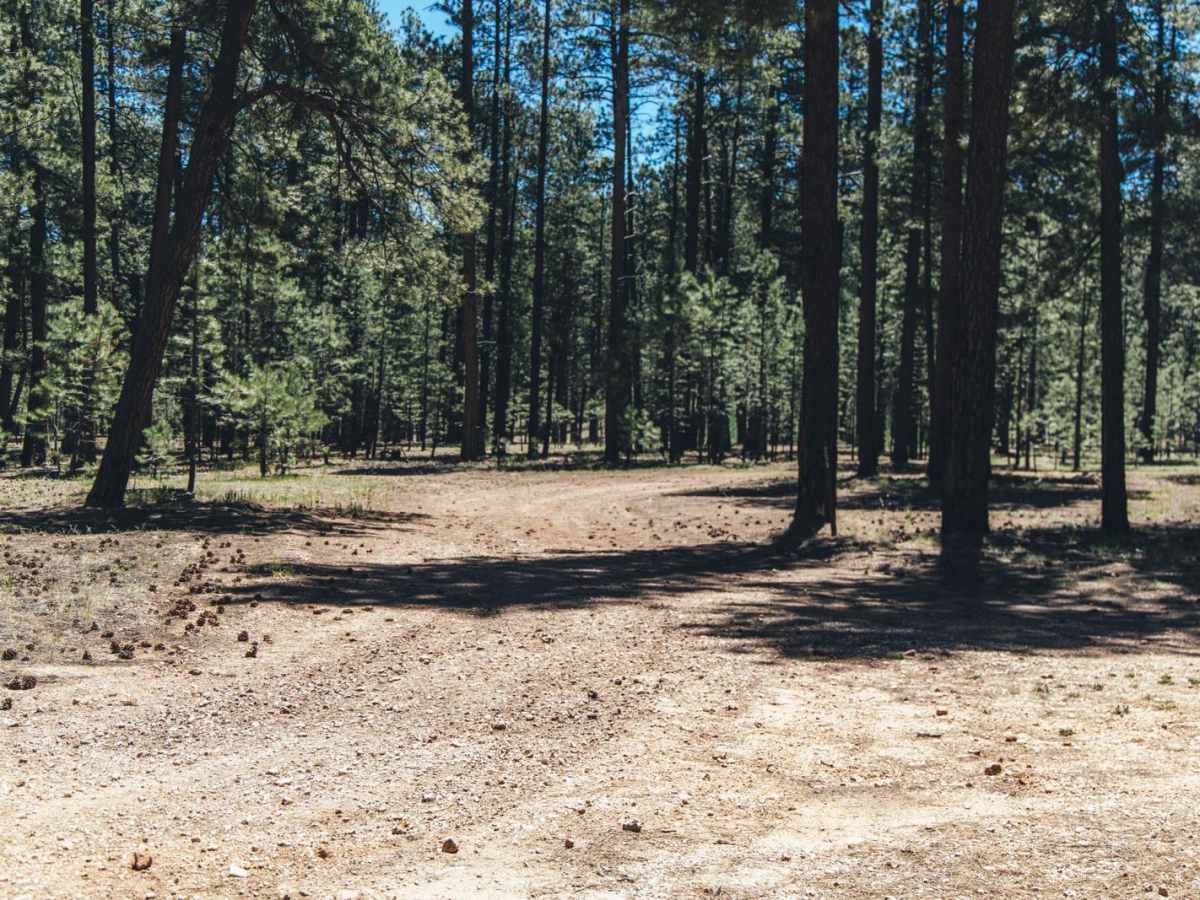 FR 259 trail photo