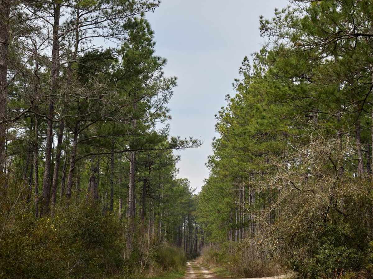 Slash Road - FSR226 photo 4