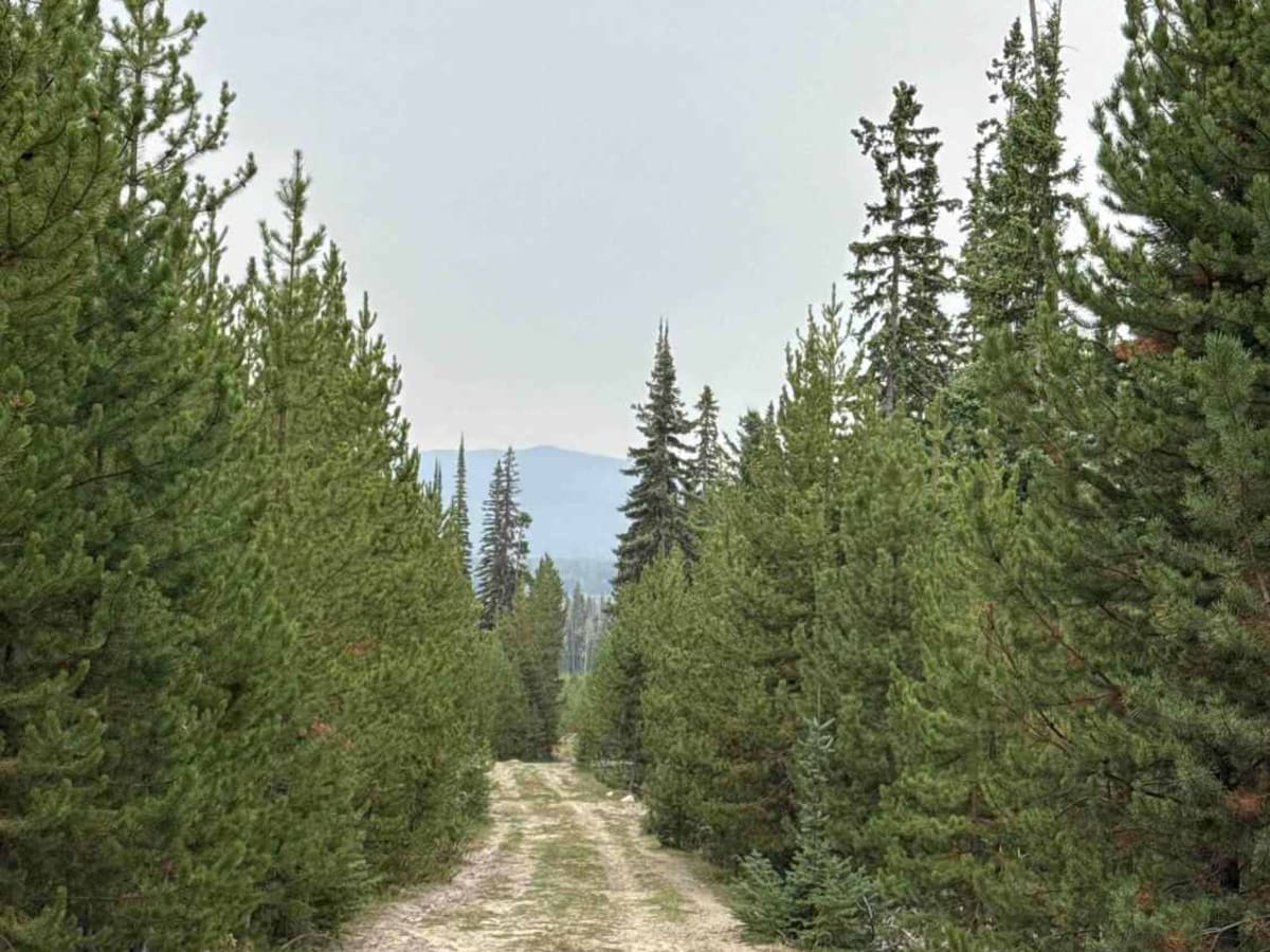 Rat Lake Road photo 4