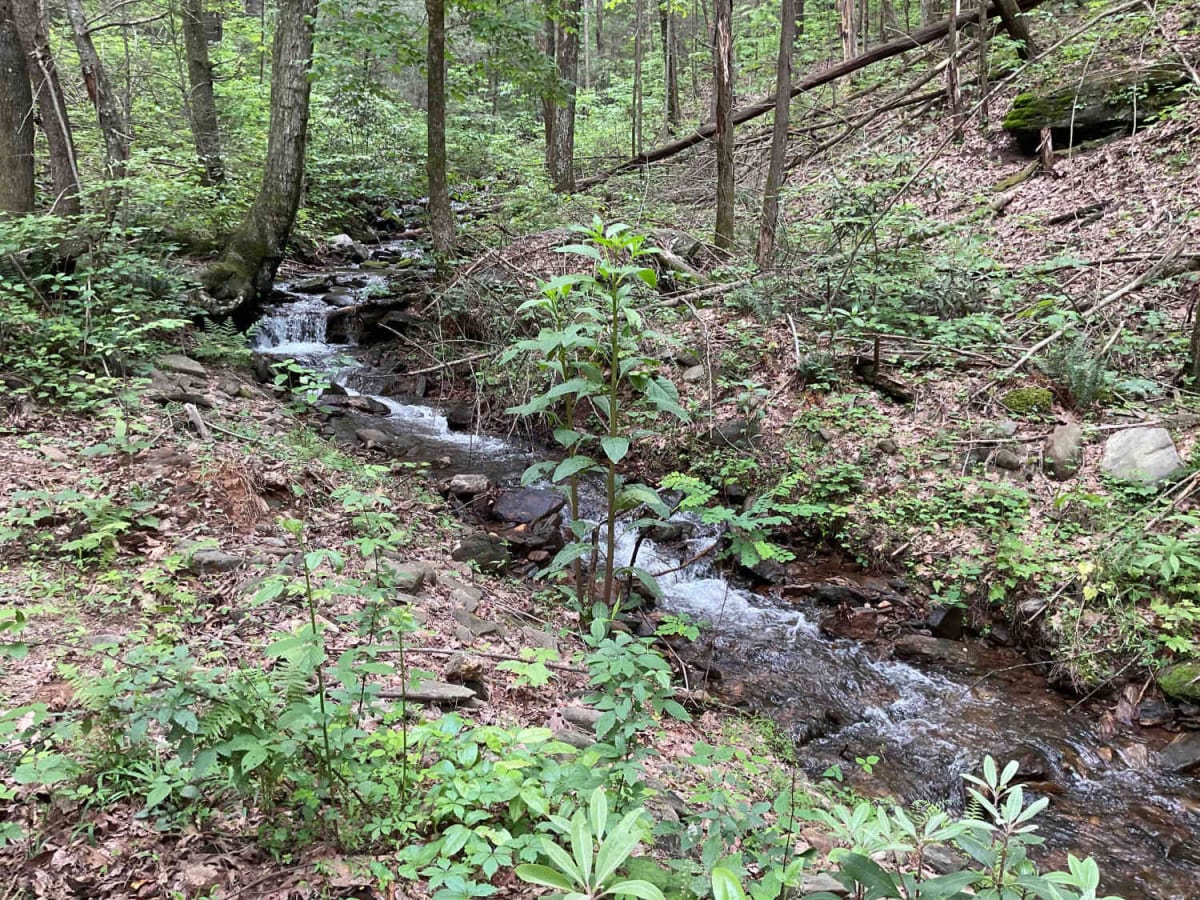 Blue Mountain Spring - FS 639 photo 4