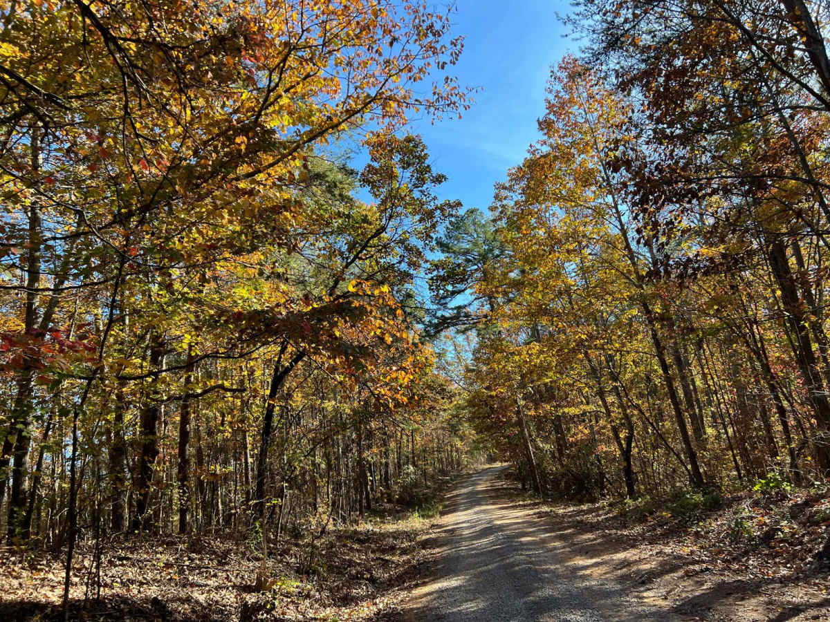 Braziel Creek Road - FS 223 photo 5