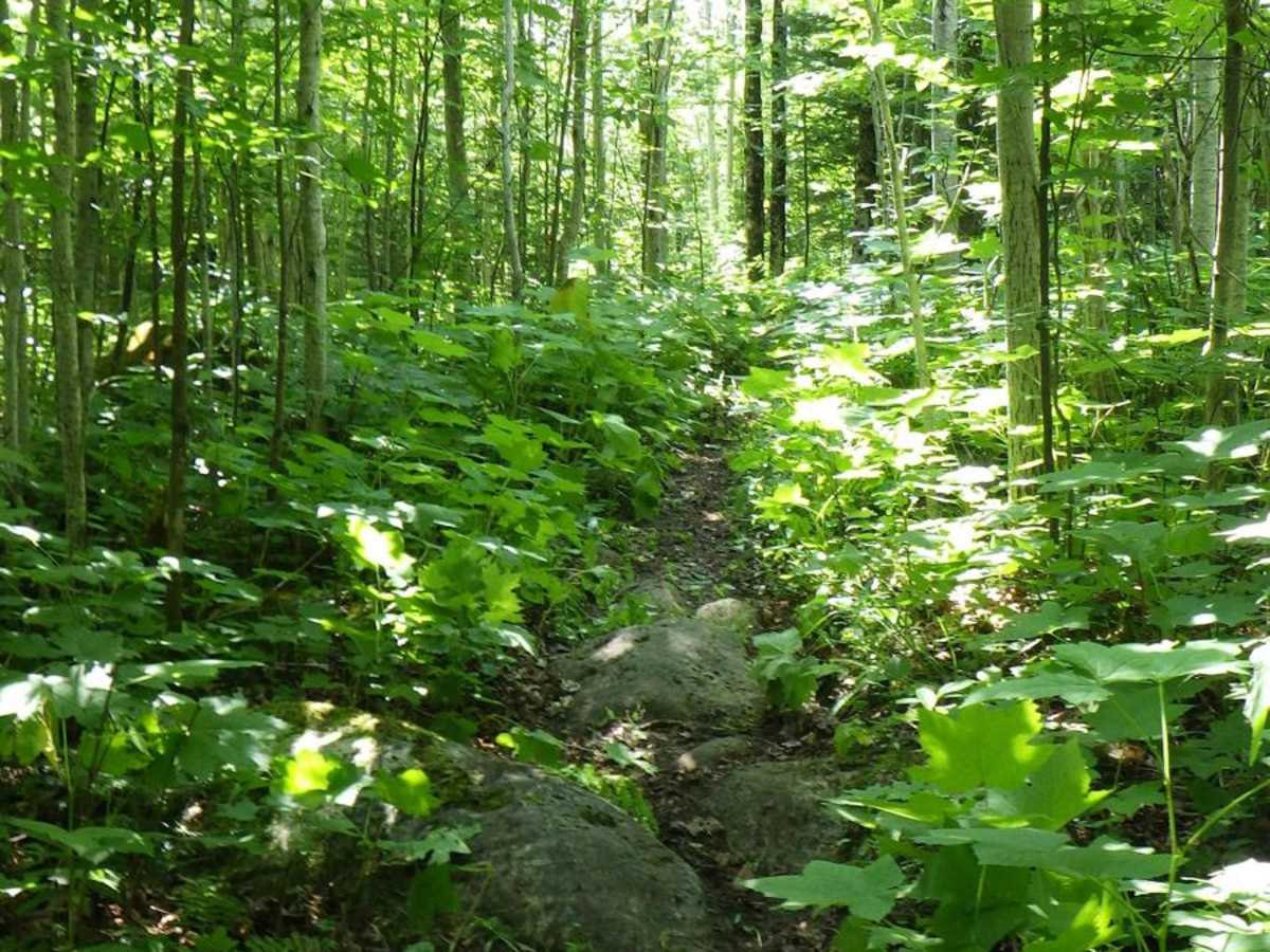Birch Hill Motorcycle Trail photo 3