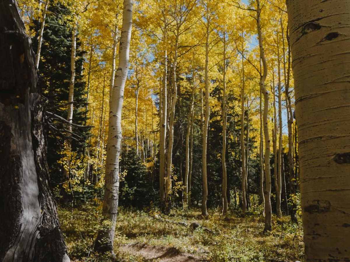 Hornet Trail trail photo
