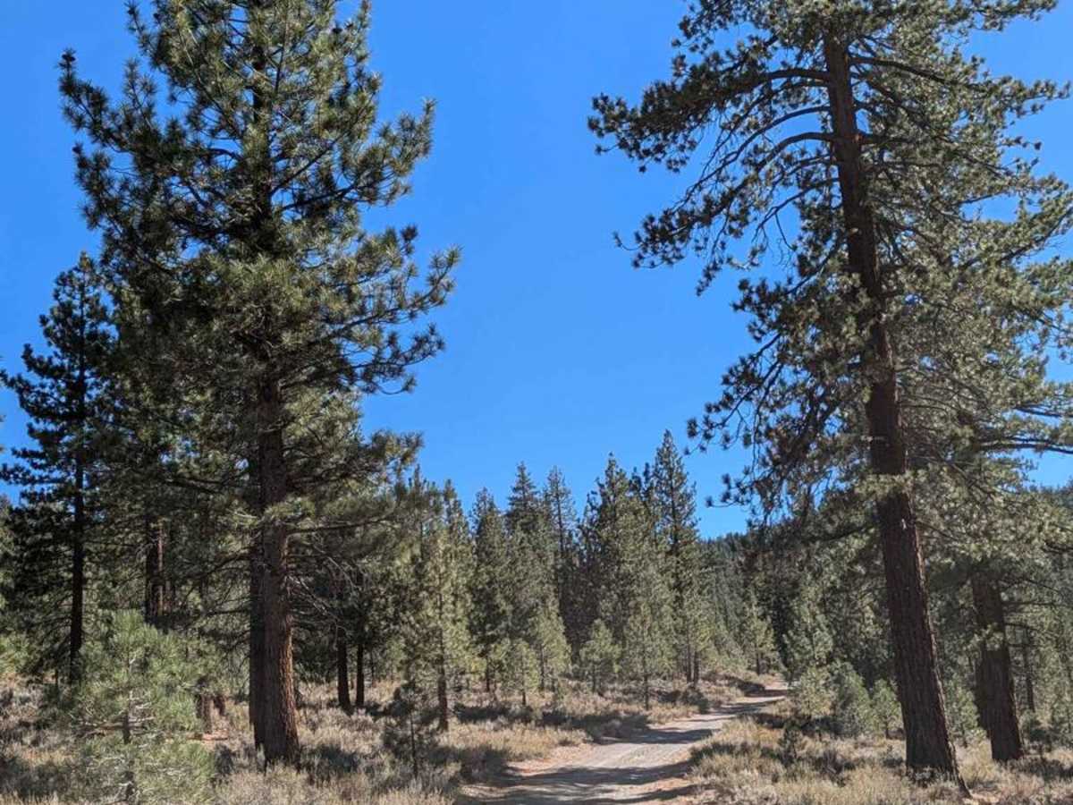 Smokey Bear Flat - FS3S04 photo 6