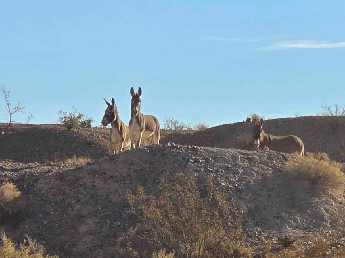 Magnesite Mine Trail photo 3