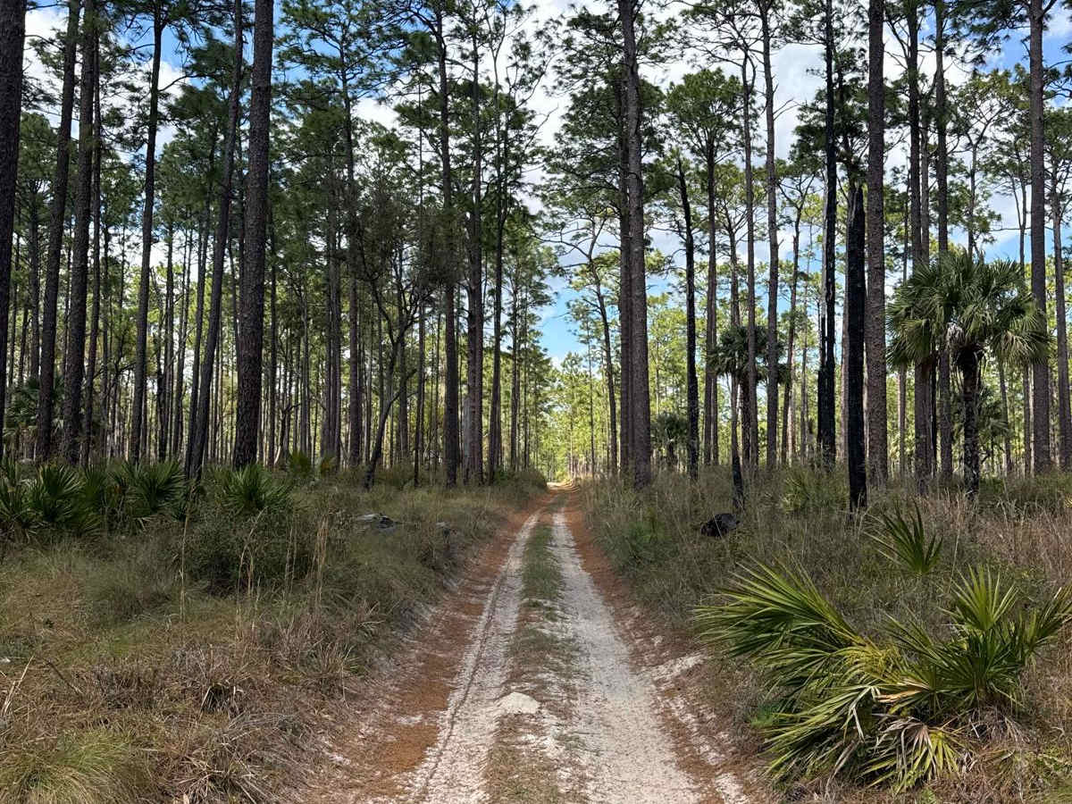 Ocala National Forest 316-7.1 photo 4