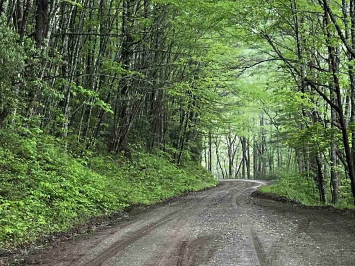 Cooper Creek FS Road 33 photo 4