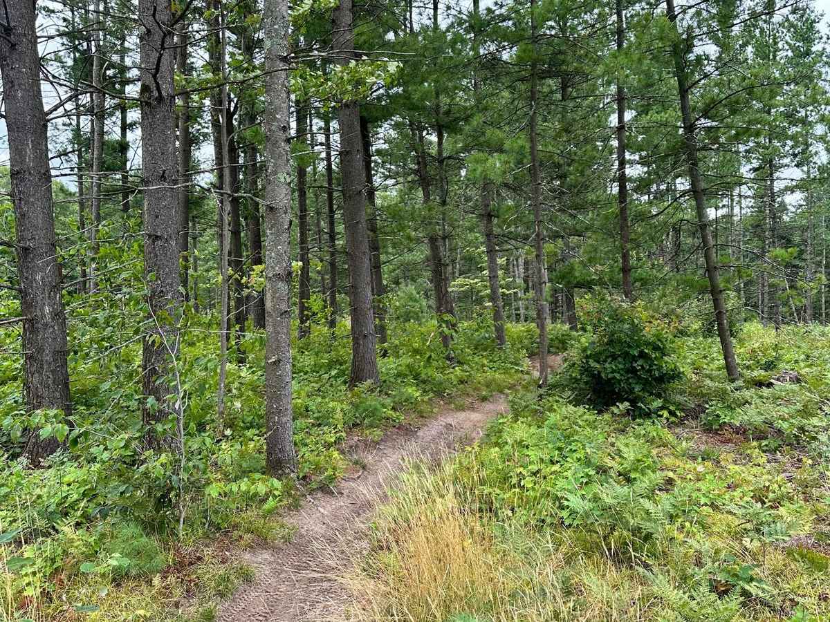 Sand Lake Motorcycle Trail photo 4
