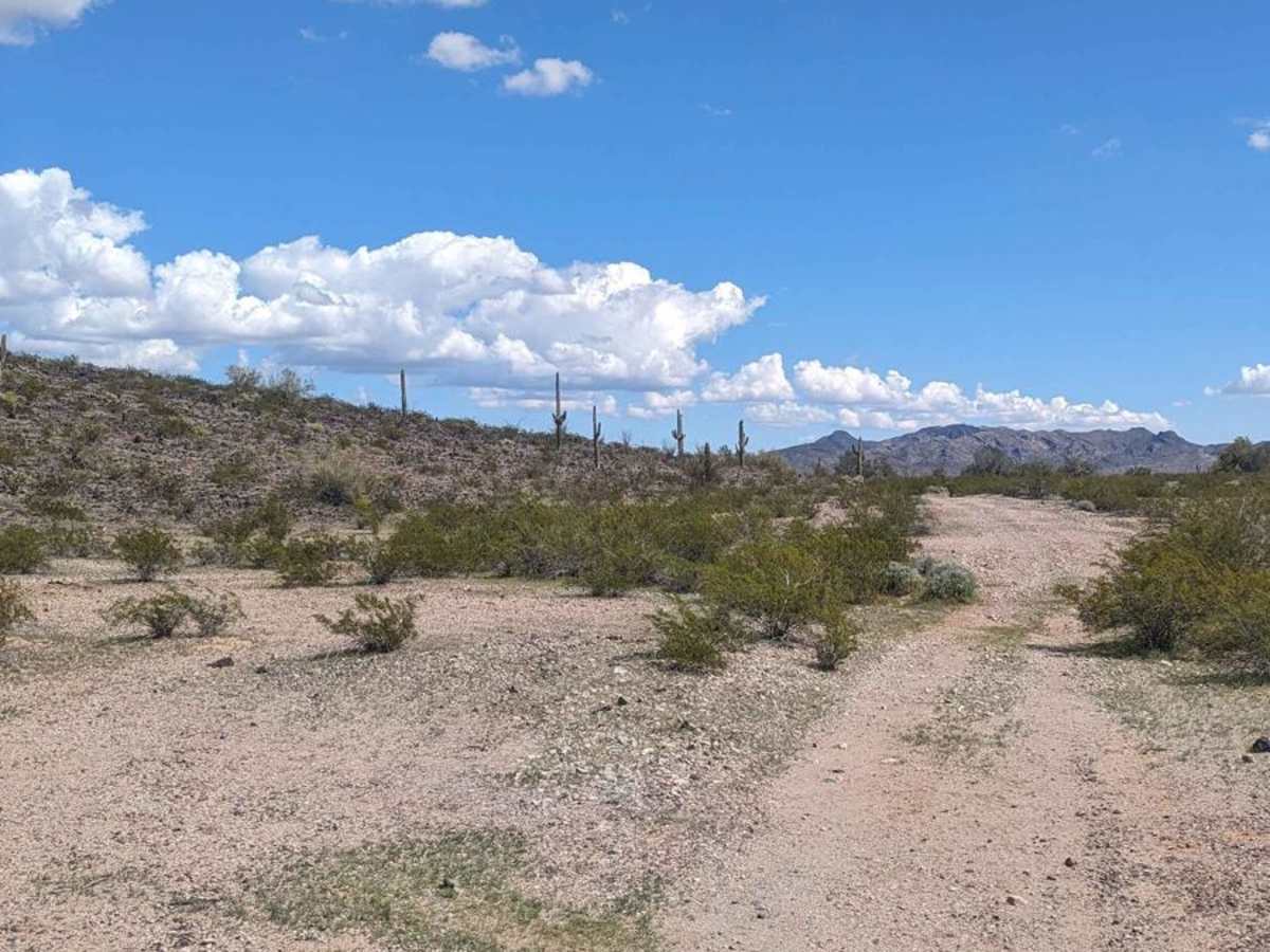 Cattle Cactus Crawl trail photo