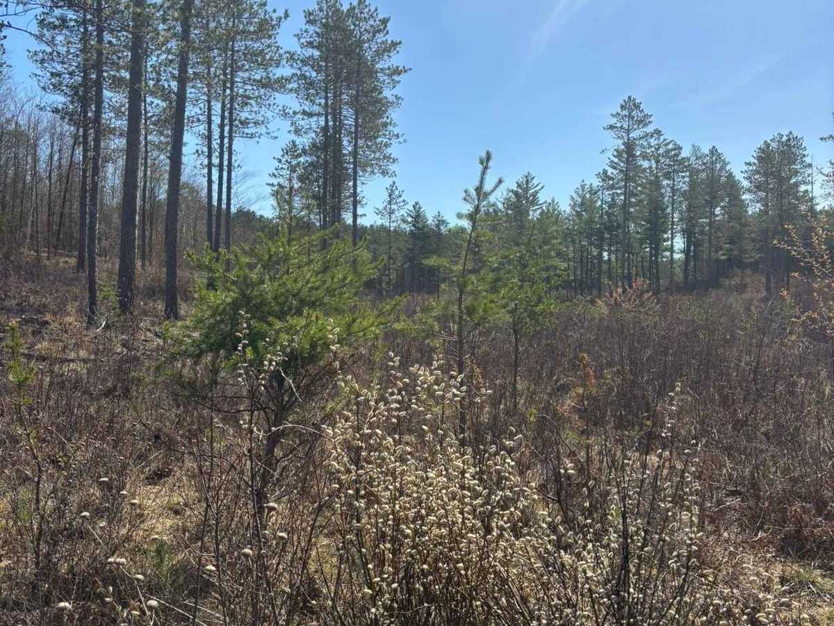 Forest Road 2073 photo 3