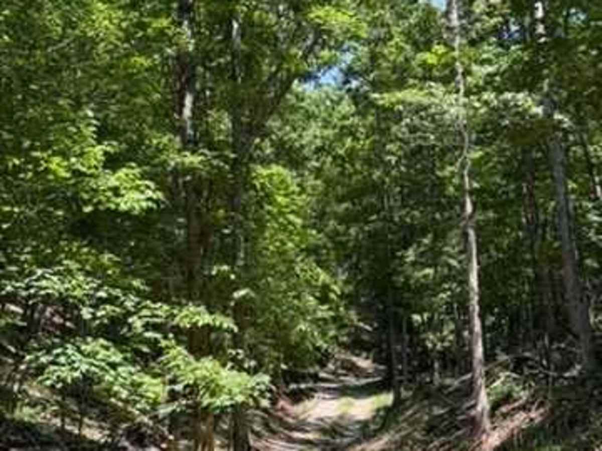 Caitlyn's Trail trail photo