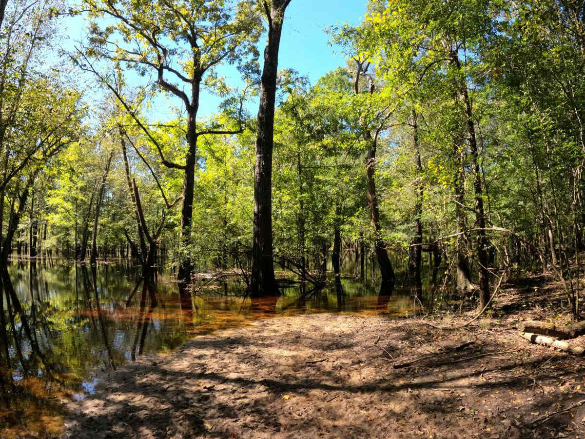 Jamey's Swamp Road photo 5
