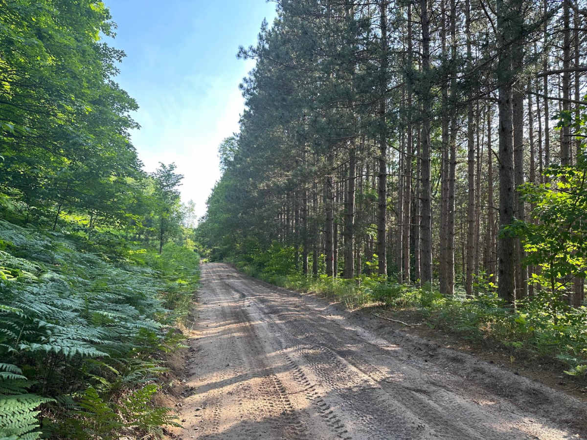 Fortine Road trail photo