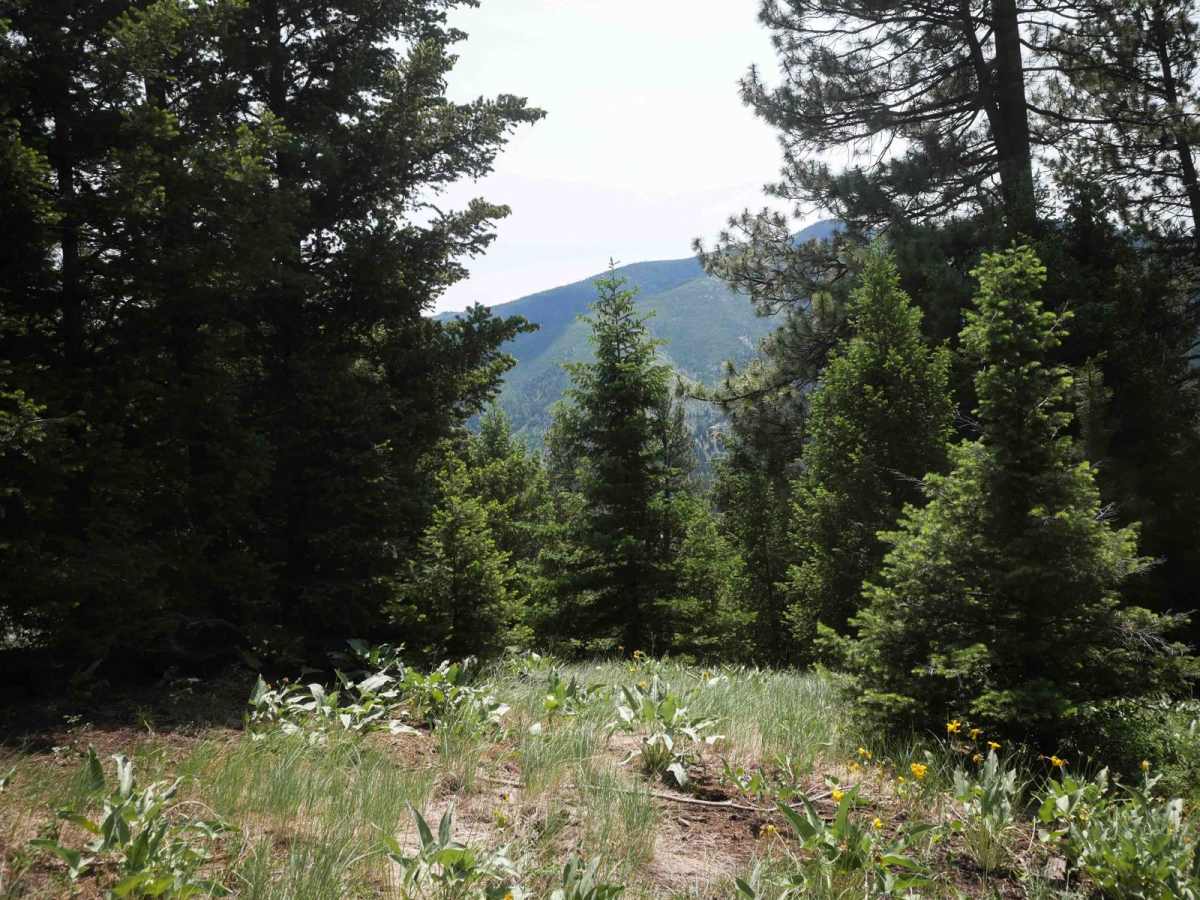 Trail #185 (Part 1) photo 3