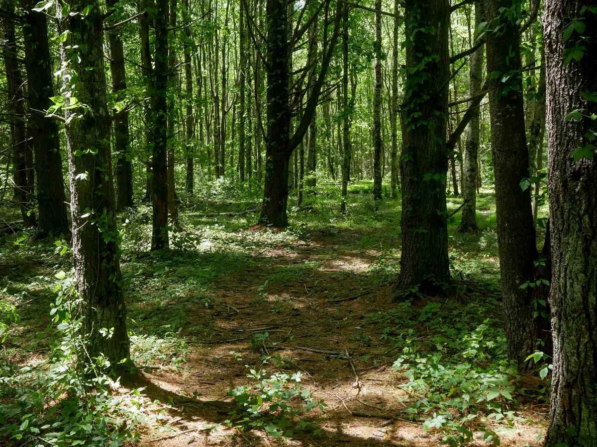 CC102 trail photo