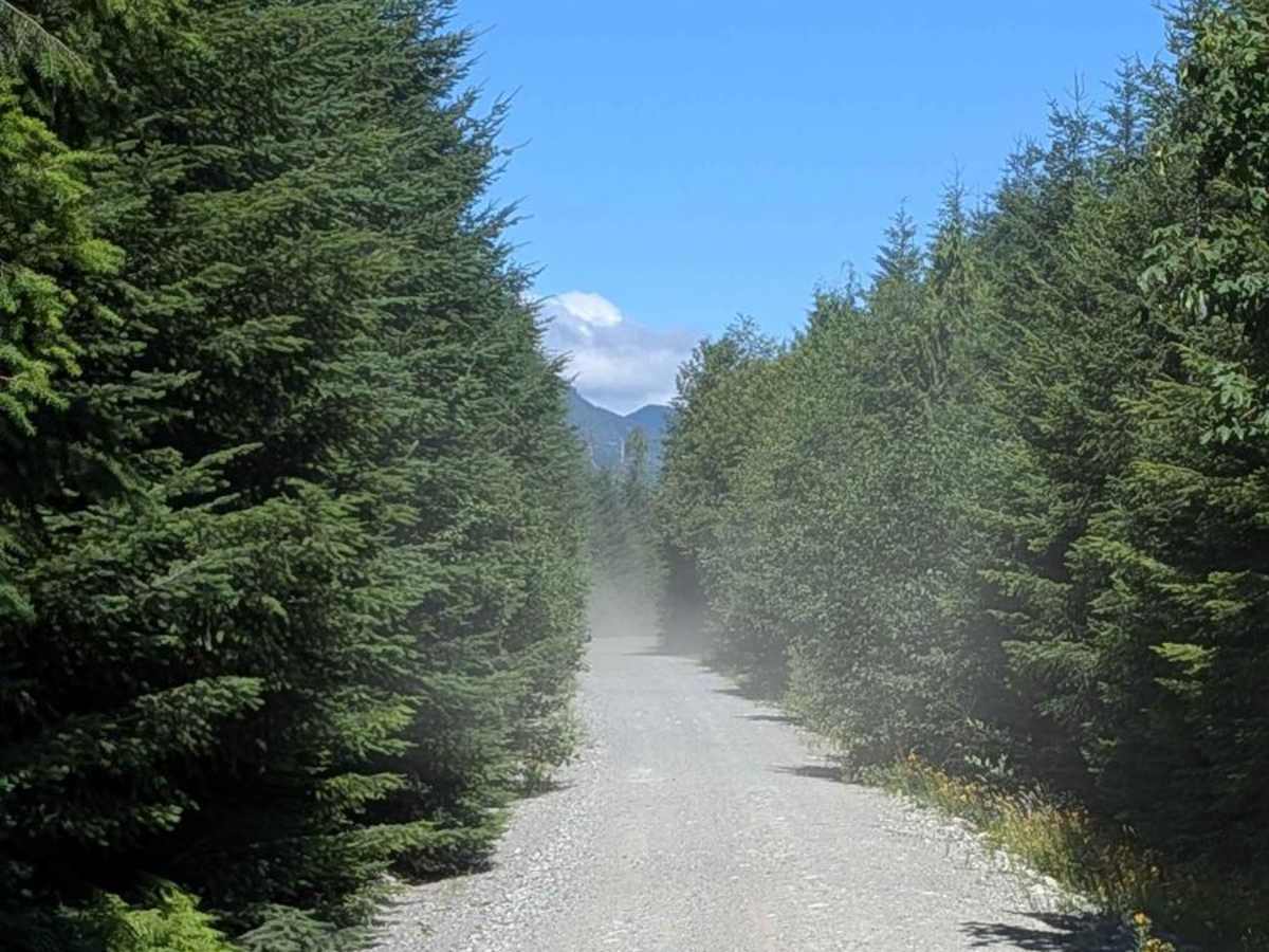 Gold River Road photo 6