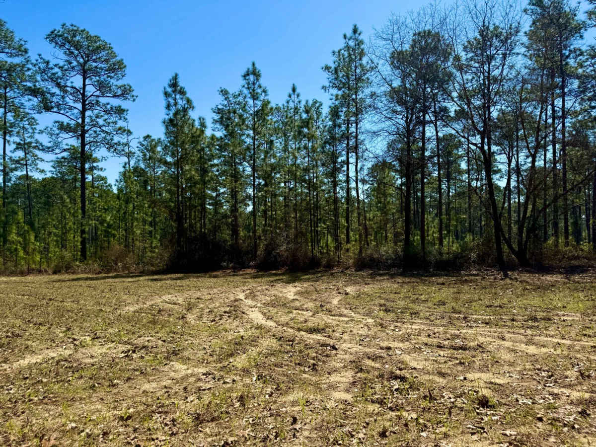 Florida State R47 Meadow Loop photo 5