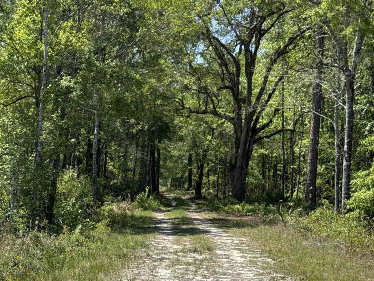 Grade 15 - Aucilla WMA photo 4