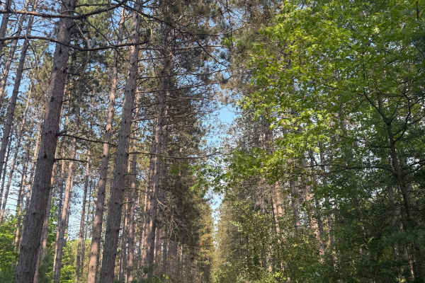 N-37 Trail