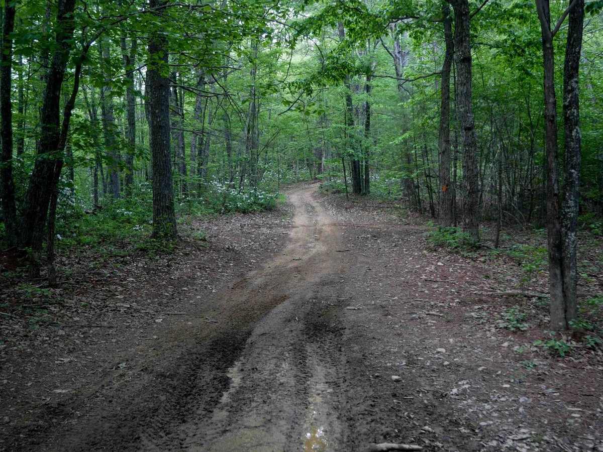 Piney photo 4
