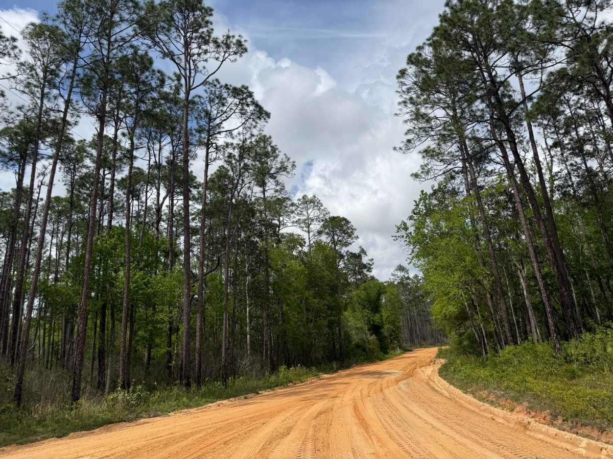 Briar Patch Road - FS 123 North trail photo