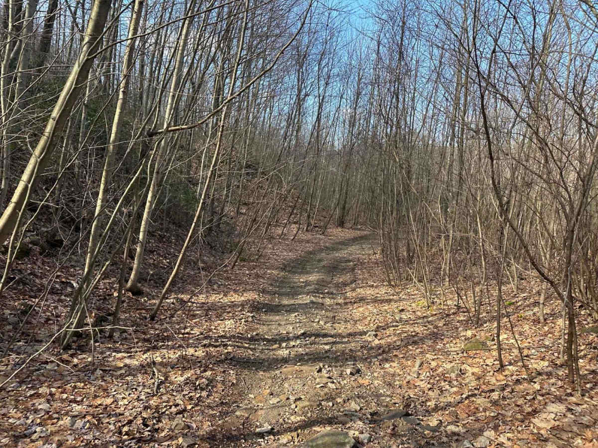Locust Gap 44 photo 4