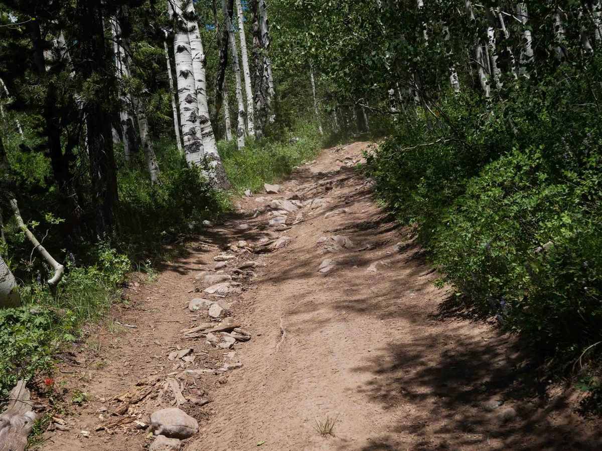 Goodheart Springs #3566 trail photo
