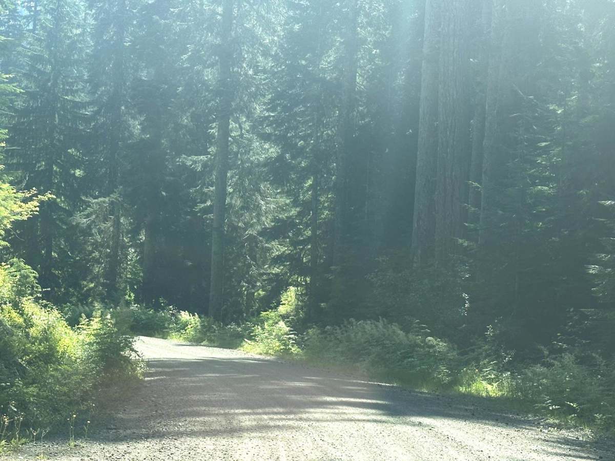 Willame Creek Trail photo 2