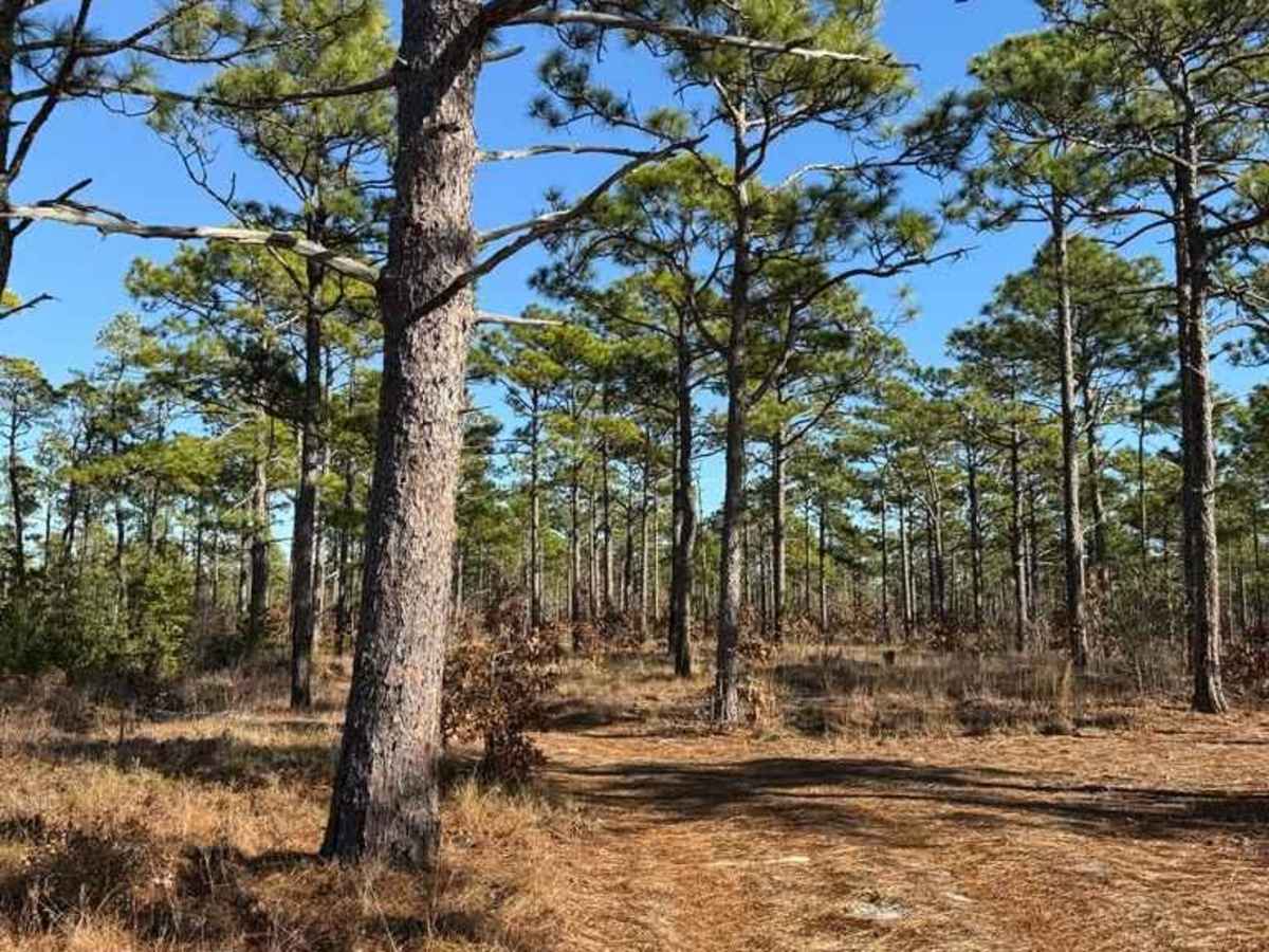 Bogue road spur 2 photo 3