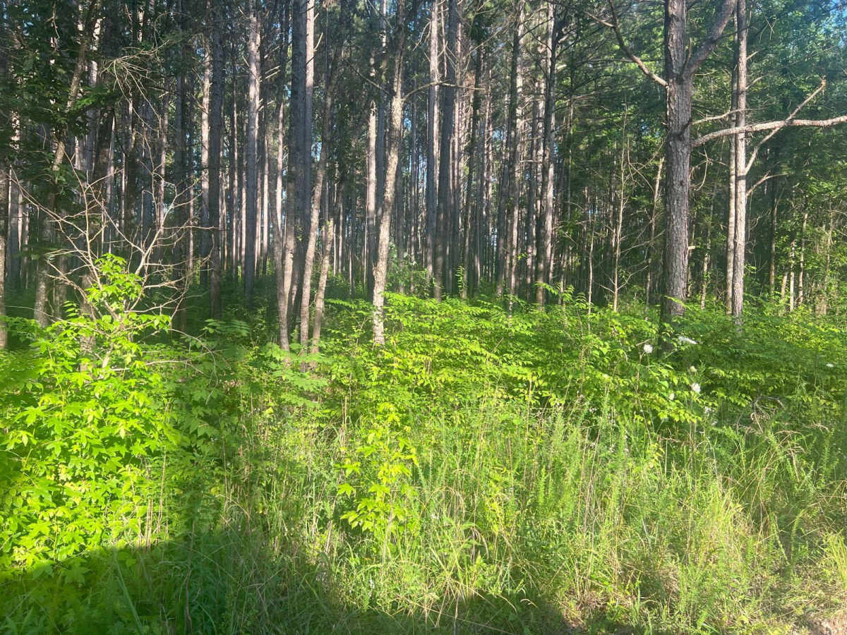 Dry Creek Branch A - Forest Road 226A photo 5