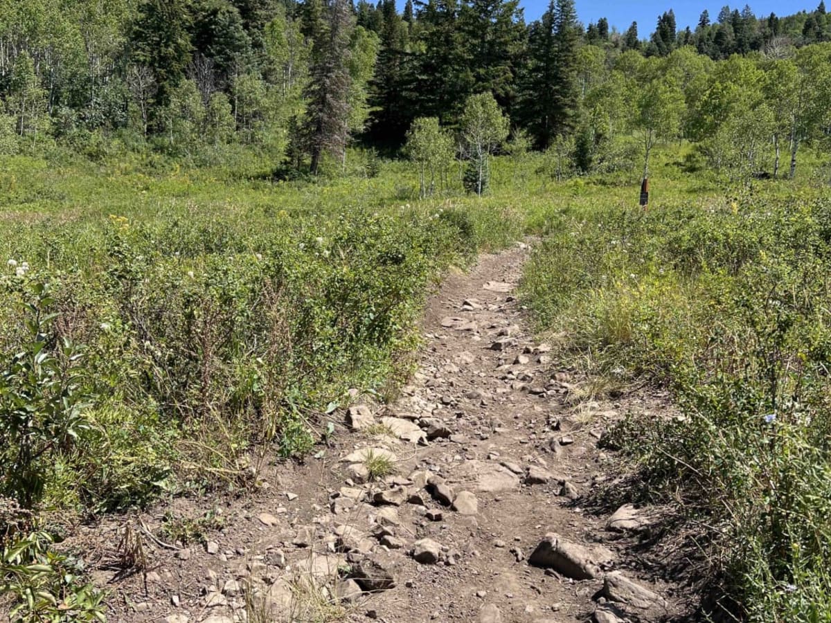 Willow Hollow (2159) trail photo