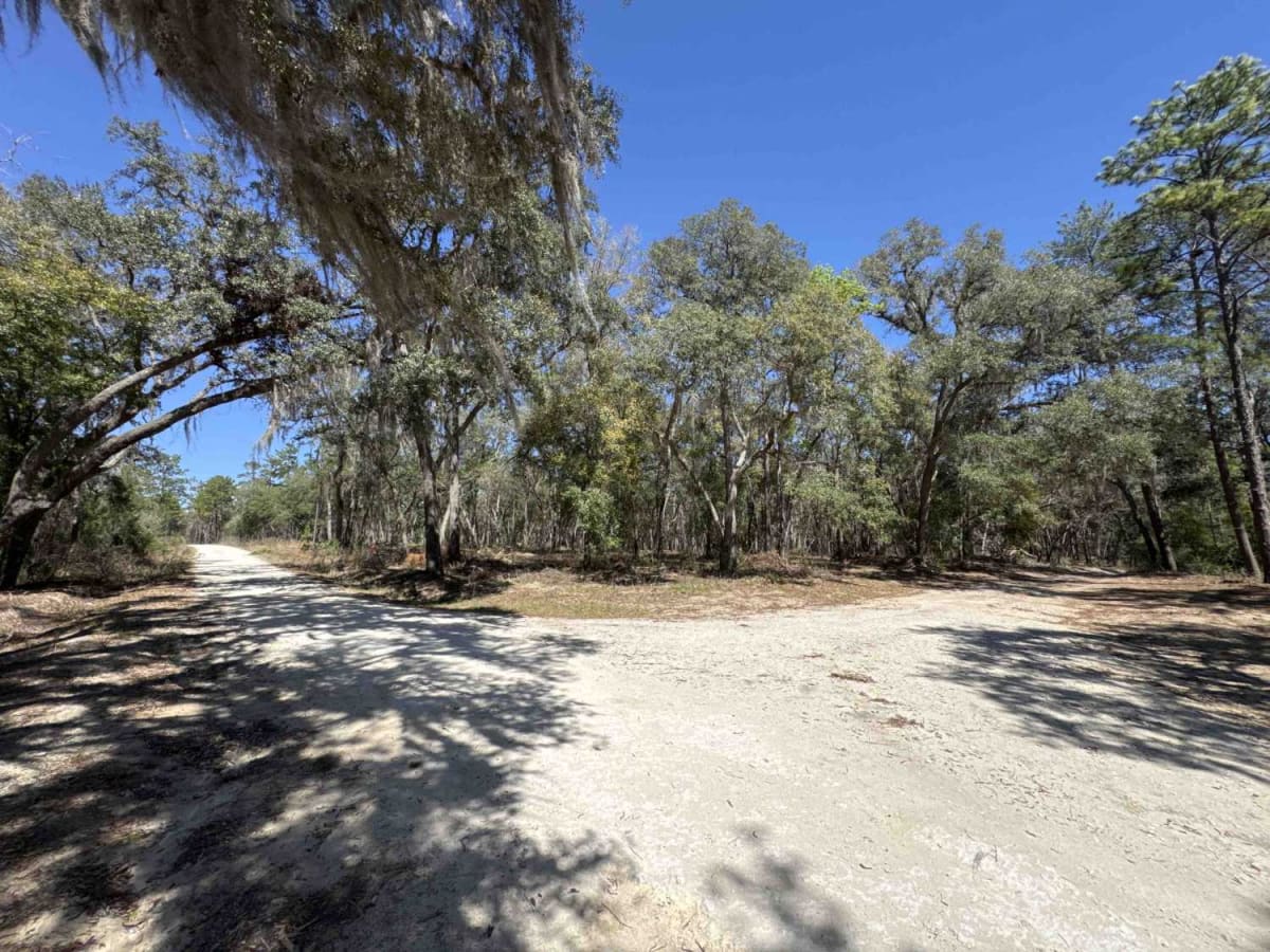 Ocala National Forest Road 8 trail photo