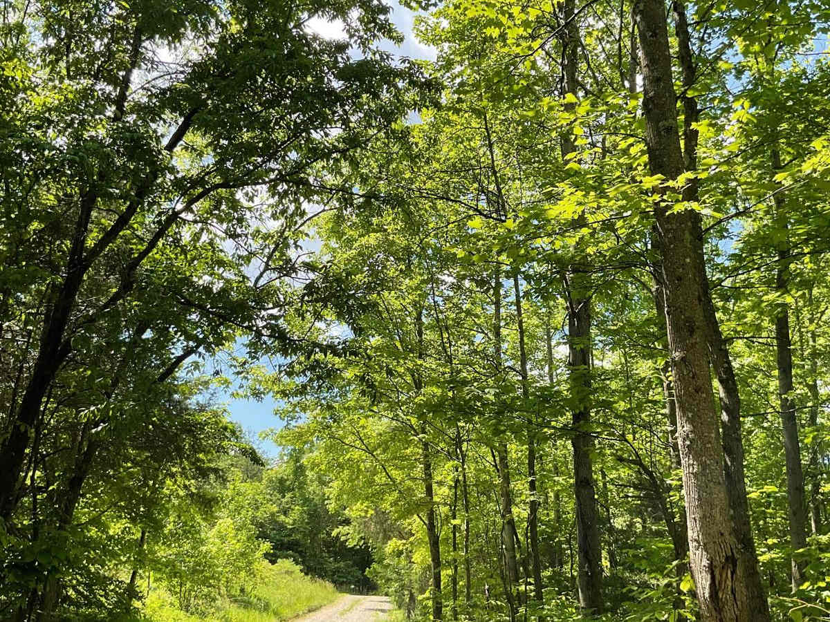 Hamm Road trail photo