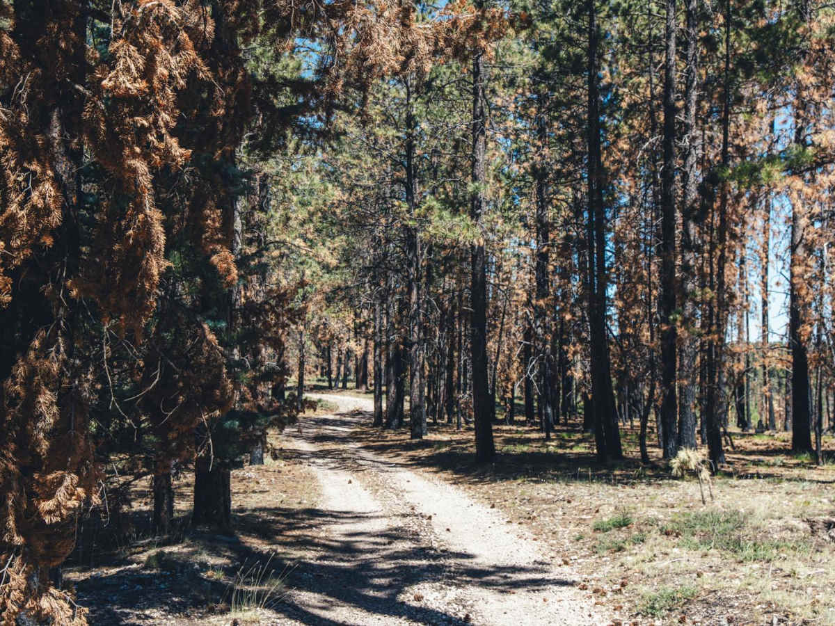 212/The Burned Hill photo 5