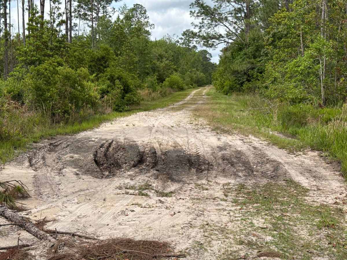 Little Suwannee Road - Osceola NF 291 photo 2