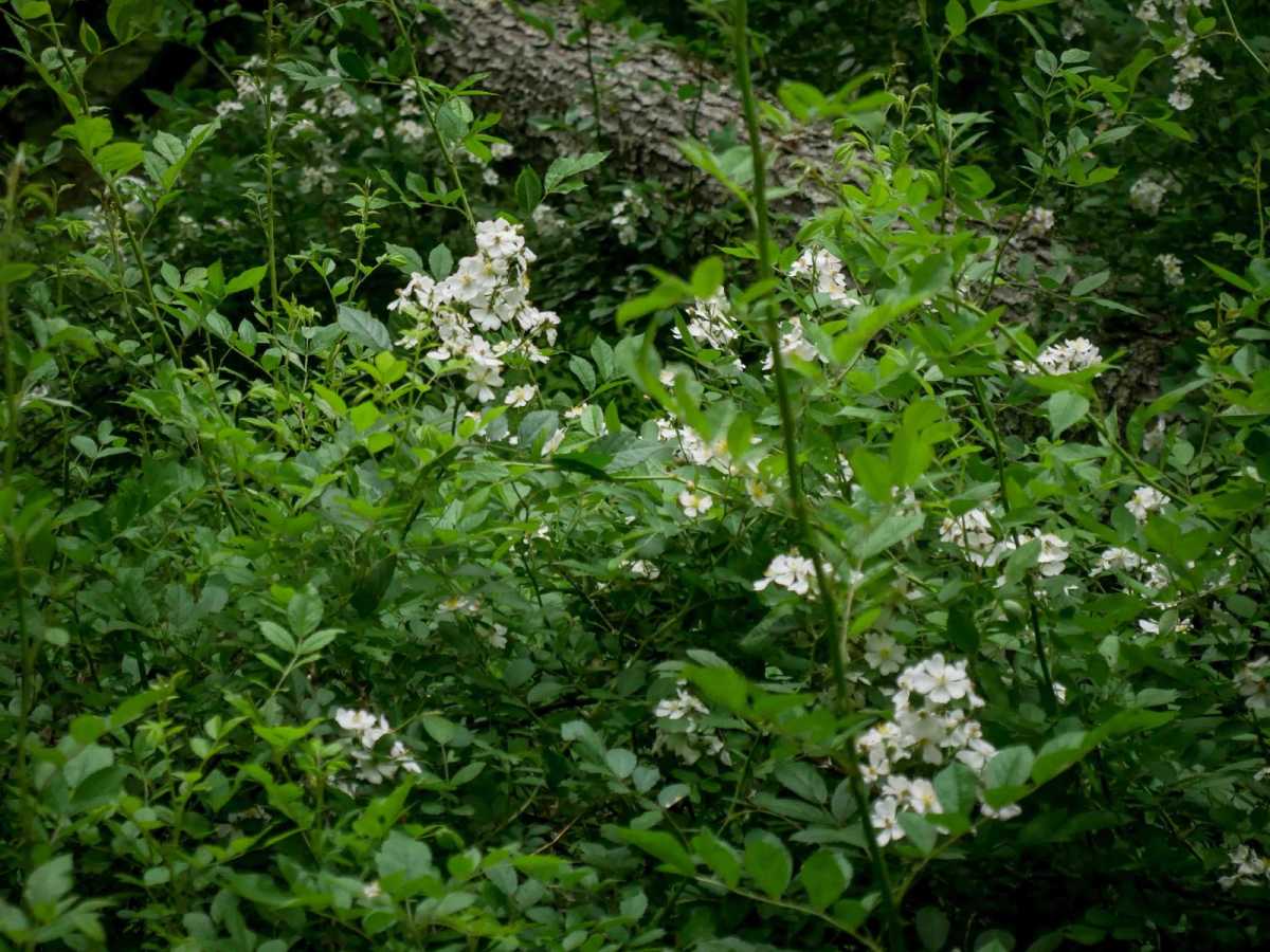 MV928 photo 4