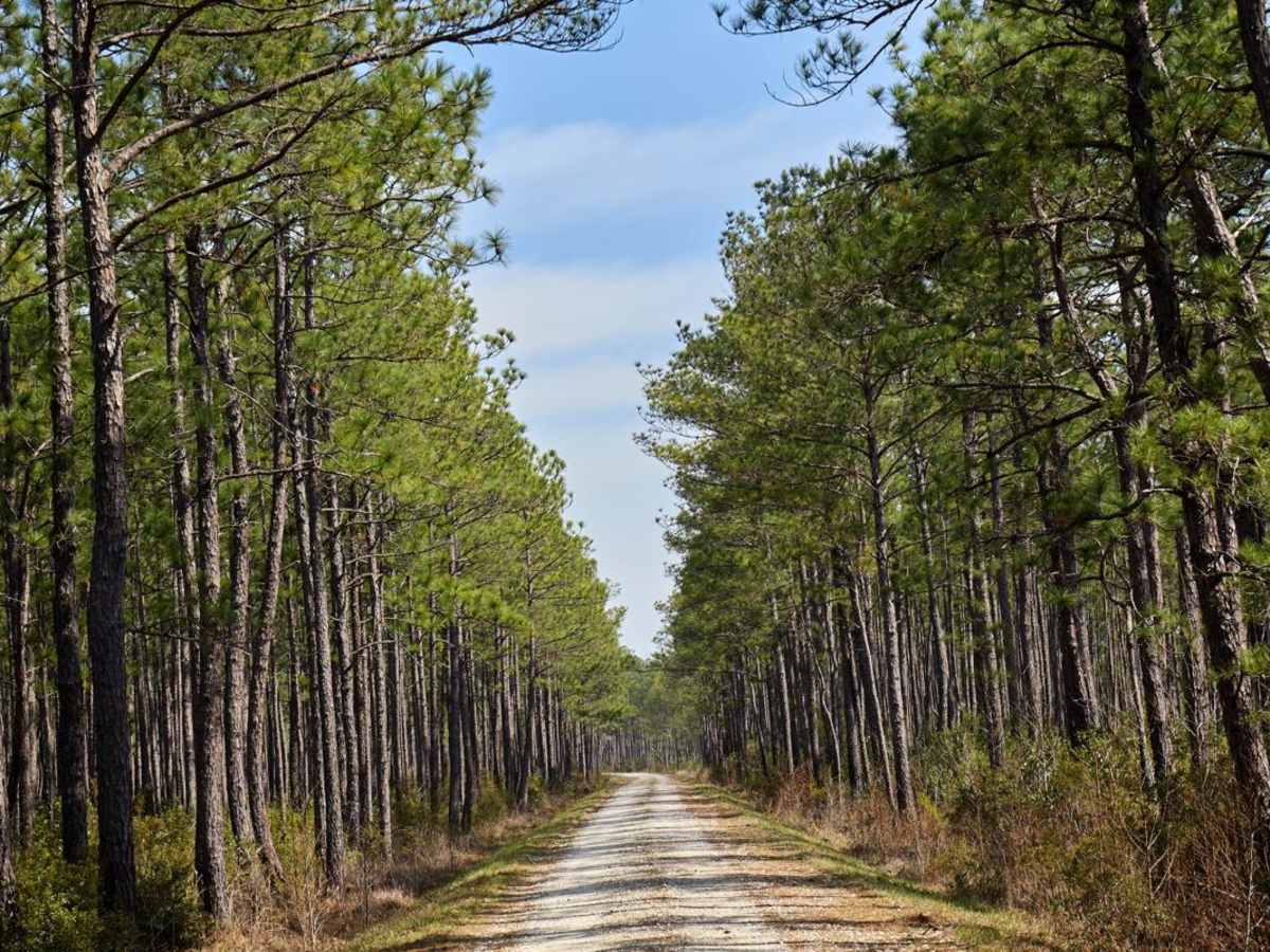 Bob Morris Road - FSR174 photo 3